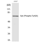 Western blot - Syk (Phospho-Tyr525) Polyclonal Antibody from Signalway Antibody (12294) - Antibodies.com