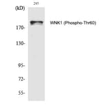 Western blot - WNK1 (Phospho-Thr60) Polyclonal Antibody from Signalway Antibody (12295) - Antibodies.com