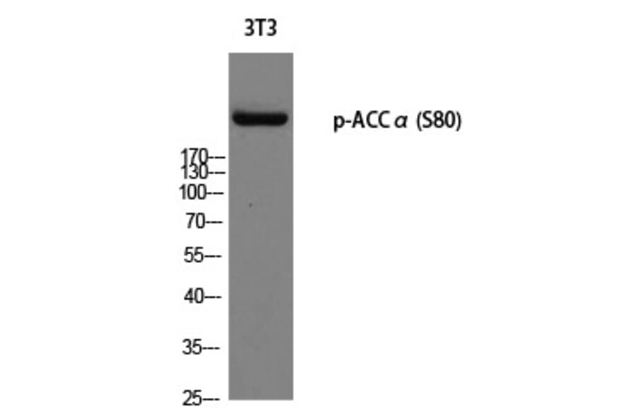 Western blot - ACCα (Phospho-Ser80) Polyclonal Antibody from Signalway Antibody (12296) - Antibodies.com