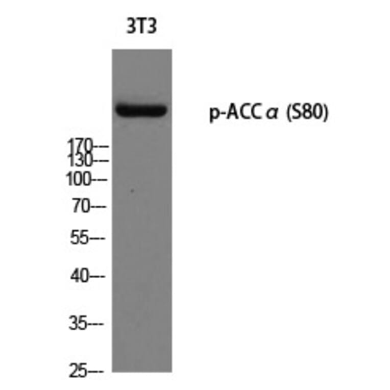 Western blot - ACCα (Phospho-Ser80) Polyclonal Antibody from Signalway Antibody (12296) - Antibodies.com