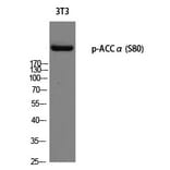 Western blot - ACCα (Phospho-Ser80) Polyclonal Antibody from Signalway Antibody (12296) - Antibodies.com
