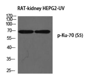 Western blot - Ku-70 (Phospho-Ser5) Polyclonal Antibody from Signalway Antibody (12300) - Antibodies.com