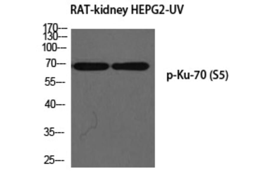 Western blot - Ku-70 (Phospho-Ser5) Polyclonal Antibody from Signalway Antibody (12300) - Antibodies.com