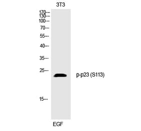 Western blot - p23 (Phospho-Ser113) Polyclonal Antibody from Signalway Antibody (12306) - Antibodies.com