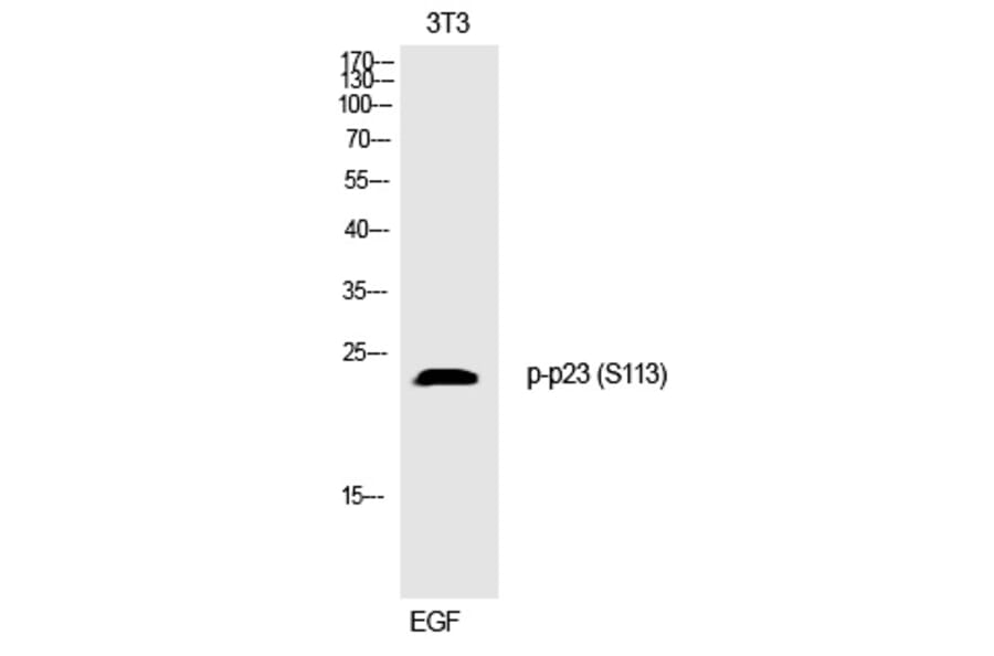 Western blot - p23 (Phospho-Ser113) Polyclonal Antibody from Signalway Antibody (12306) - Antibodies.com