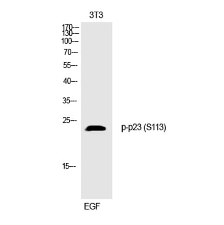 Western blot - p23 (Phospho-Ser113) Polyclonal Antibody from Signalway Antibody (12306) - Antibodies.com