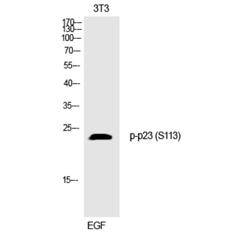 Western blot - p23 (Phospho-Ser113) Polyclonal Antibody from Signalway Antibody (12306) - Antibodies.com