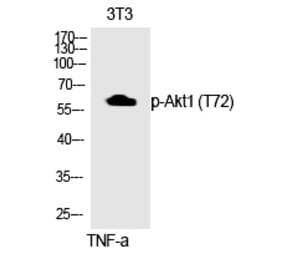 Western blot - Akt1 (Phospho-Thr72) Polyclonal Antibody from Signalway Antibody (12312) - Antibodies.com