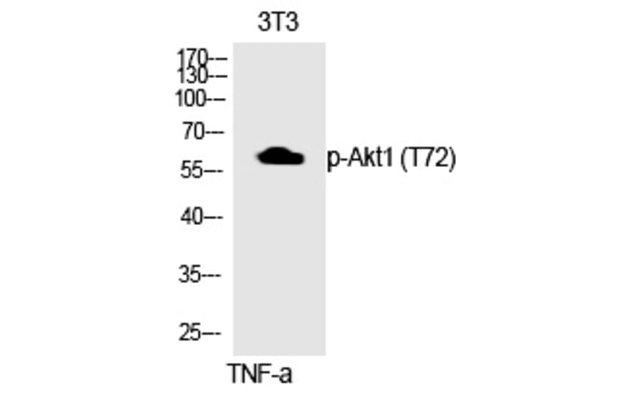 Western blot - Akt1 (Phospho-Thr72) Polyclonal Antibody from Signalway Antibody (12312) - Antibodies.com