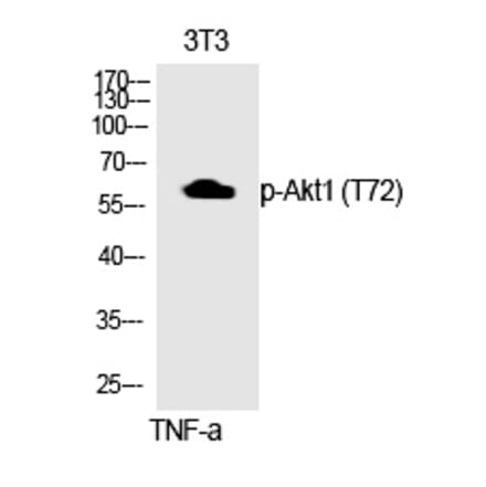 Western blot - Akt1 (Phospho-Thr72) Polyclonal Antibody from Signalway Antibody (12312) - Antibodies.com