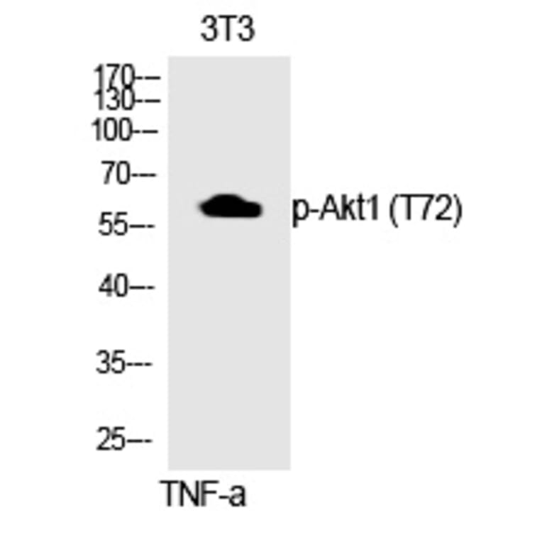 Western blot - Akt1 (Phospho-Thr72) Polyclonal Antibody from Signalway Antibody (12312) - Antibodies.com