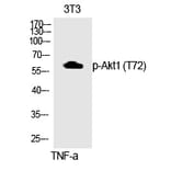 Western blot - Akt1 (Phospho-Thr72) Polyclonal Antibody from Signalway Antibody (12312) - Antibodies.com