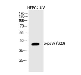 Western blot - p38 (Phospho-Tyr323) Polyclonal Antibody from Signalway Antibody (12322) - Antibodies.com