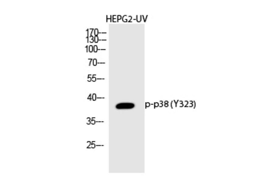 Western blot - p38 (Phospho-Tyr323) Polyclonal Antibody from Signalway Antibody (12322) - Antibodies.com