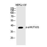 Western blot - p38 (Phospho-Tyr323) Polyclonal Antibody from Signalway Antibody (12322) - Antibodies.com