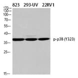 Western blot - p38 (Phospho-Tyr323) Polyclonal Antibody from Signalway Antibody (12322) - Antibodies.com
