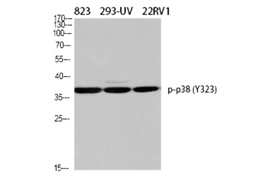 Western blot - p38 (Phospho-Tyr323) Polyclonal Antibody from Signalway Antibody (12322) - Antibodies.com
