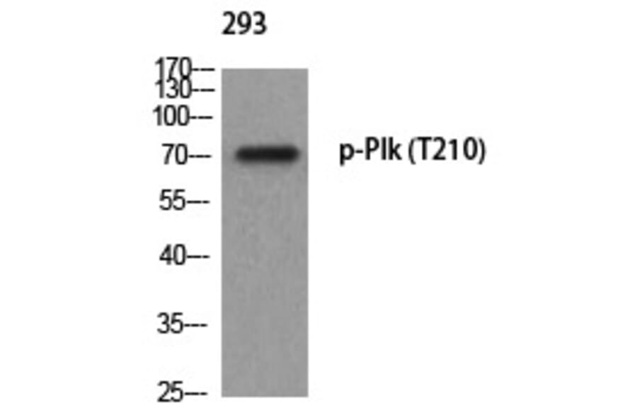 Western blot - Plk (Phospho-Thr210) Polyclonal Antibody from Signalway Antibody (12372) - Antibodies.com