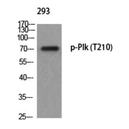 Western blot - Plk (Phospho-Thr210) Polyclonal Antibody from Signalway Antibody (12372) - Antibodies.com