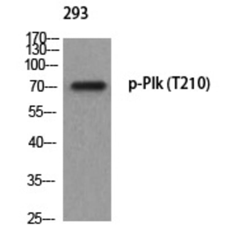 Western blot - Plk (Phospho-Thr210) Polyclonal Antibody from Signalway Antibody (12372) - Antibodies.com