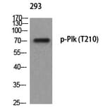 Western blot - Plk (Phospho-Thr210) Polyclonal Antibody from Signalway Antibody (12372) - Antibodies.com