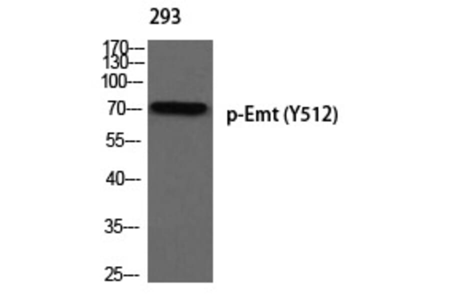 Western blot - Emt (Phospho-Tyr512) Polyclonal Antibody from Signalway Antibody (12375) - Antibodies.com