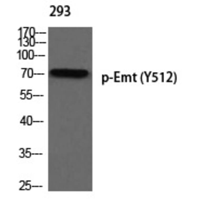 Western blot - Emt (Phospho-Tyr512) Polyclonal Antibody from Signalway Antibody (12375) - Antibodies.com
