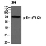 Western blot - Emt (Phospho-Tyr512) Polyclonal Antibody from Signalway Antibody (12375) - Antibodies.com