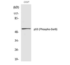 Western blot - p53 (Phospho-Ser9) Polyclonal Antibody from Signalway Antibody (12214) - Antibodies.com