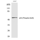 Western blot - p53 (Phospho-Ser9) Polyclonal Antibody from Signalway Antibody (12214) - Antibodies.com