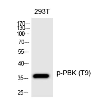 Western blot - PBK (Phospho-Thr9) Polyclonal Antibody from Signalway Antibody (12233) - Antibodies.com