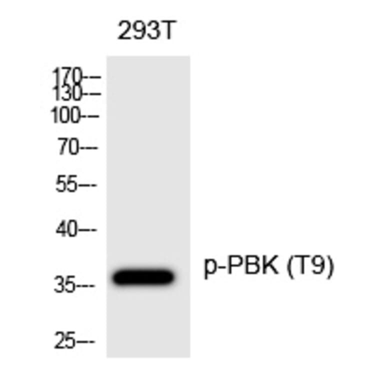 Western blot - PBK (Phospho-Thr9) Polyclonal Antibody from Signalway Antibody (12233) - Antibodies.com