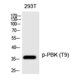 Western blot - PBK (Phospho-Thr9) Polyclonal Antibody from Signalway Antibody (12233) - Antibodies.com
