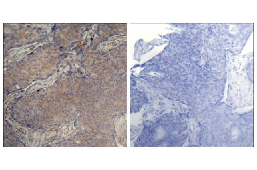 Immunohistochemistry - Myosin Light Chain 2 (Phospho-Ser19) Antibody from Signalway Antibody - Antibodies.com