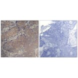 Immunohistochemistry - Myosin Light Chain 2 (Phospho-Ser19) Antibody from Signalway Antibody - Antibodies.com