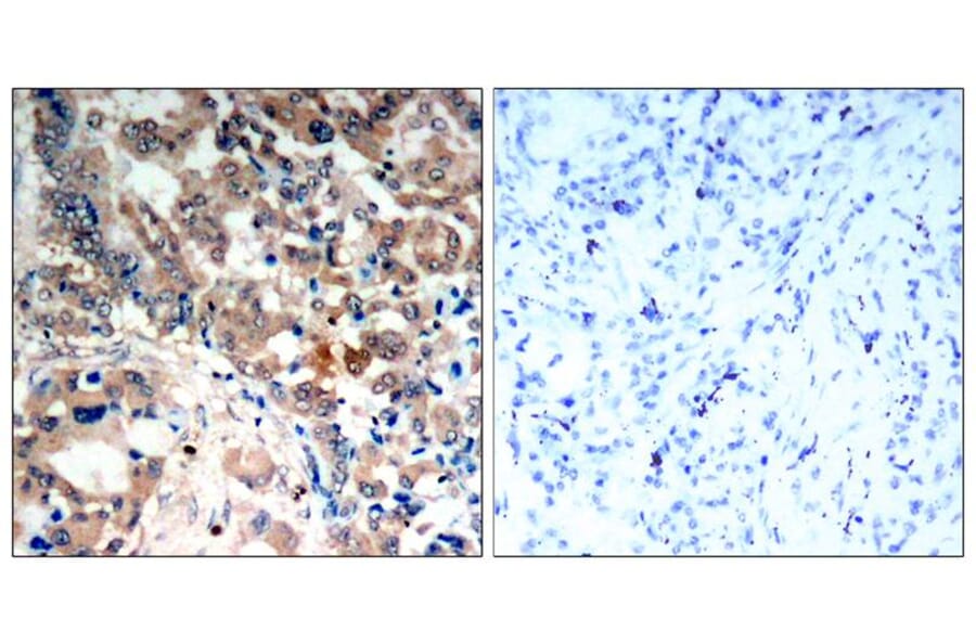 Immunohistochemistry - AMPKα1/AMPKα2 (Phospho-Thr183/Thr172) Antibody from Signalway Antibody - Antibodies.com