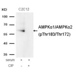 Western blot - AMPKα1/AMPKα2 (Phospho-Thr183/Thr172) Antibody from Signalway Antibody (11183) - Antibodies.com