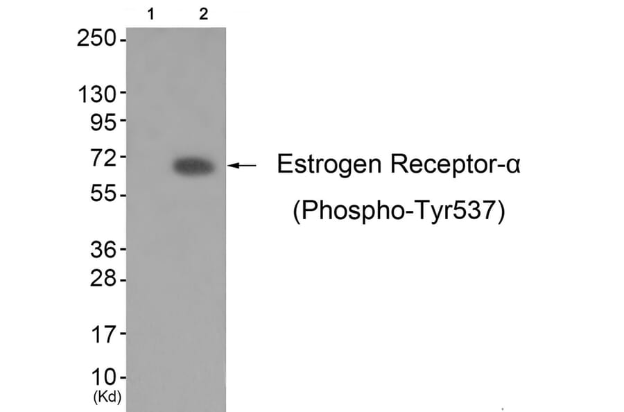 Western blot - Estrogen Receptor-α (Phospho-Tyr537) Antibody from Signalway Antibody (11657) - Antibodies.com