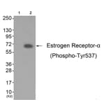 Western blot - Estrogen Receptor-α (Phospho-Tyr537) Antibody from Signalway Antibody (11657) - Antibodies.com