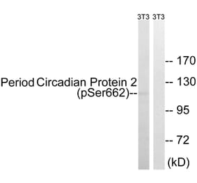 Western blot - Period Circadian Protein 2 (Phospho-Ser662) Antibody from Signalway Antibody (12112) - Antibodies.com