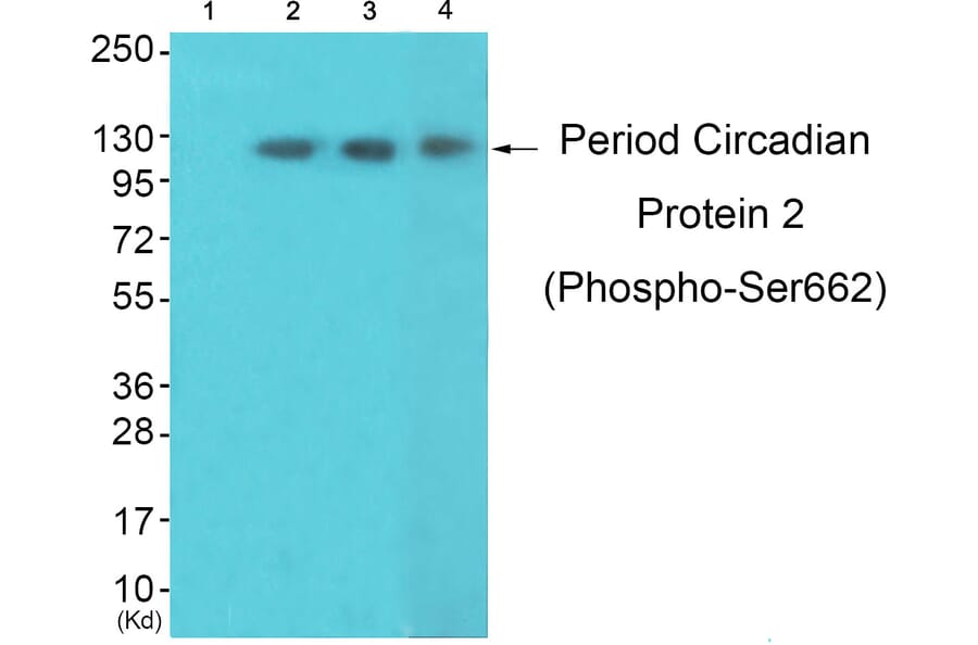 Western blot - Period Circadian Protein 2 (Phospho-Ser662) Antibody from Signalway Antibody (12112) - Antibodies.com