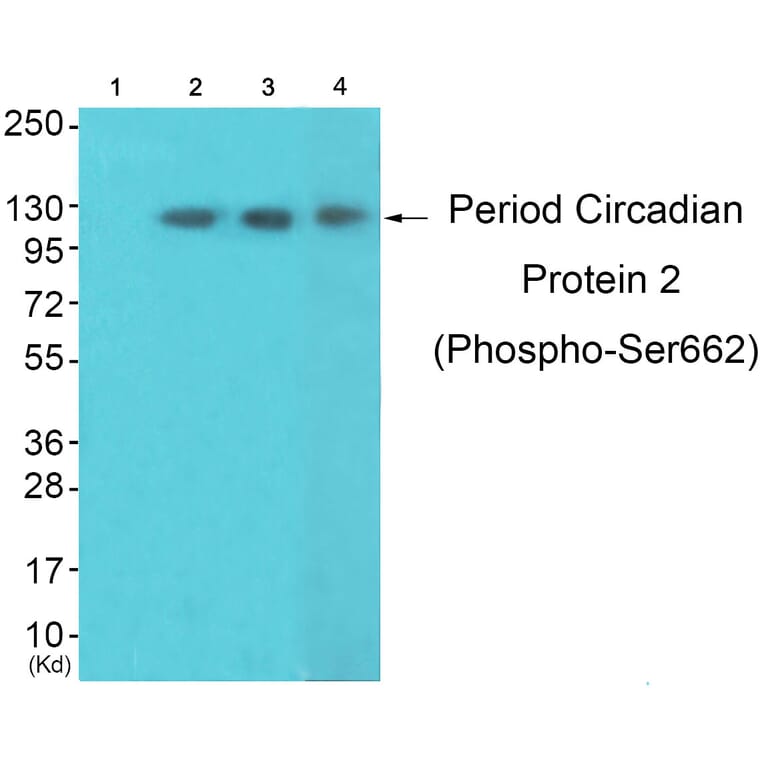 Western blot - Period Circadian Protein 2 (Phospho-Ser662) Antibody from Signalway Antibody (12112) - Antibodies.com