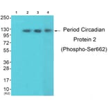 Western blot - Period Circadian Protein 2 (Phospho-Ser662) Antibody from Signalway Antibody (12112) - Antibodies.com