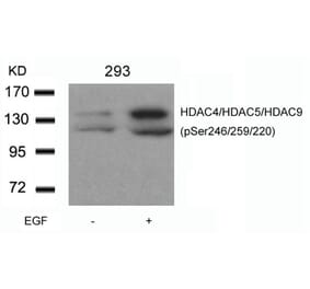 Western blot - HDAC4/HDAC5/HDAC9 (phospho-Ser246/259/220) Antibody from Signalway Antibody (11517) - Antibodies.com