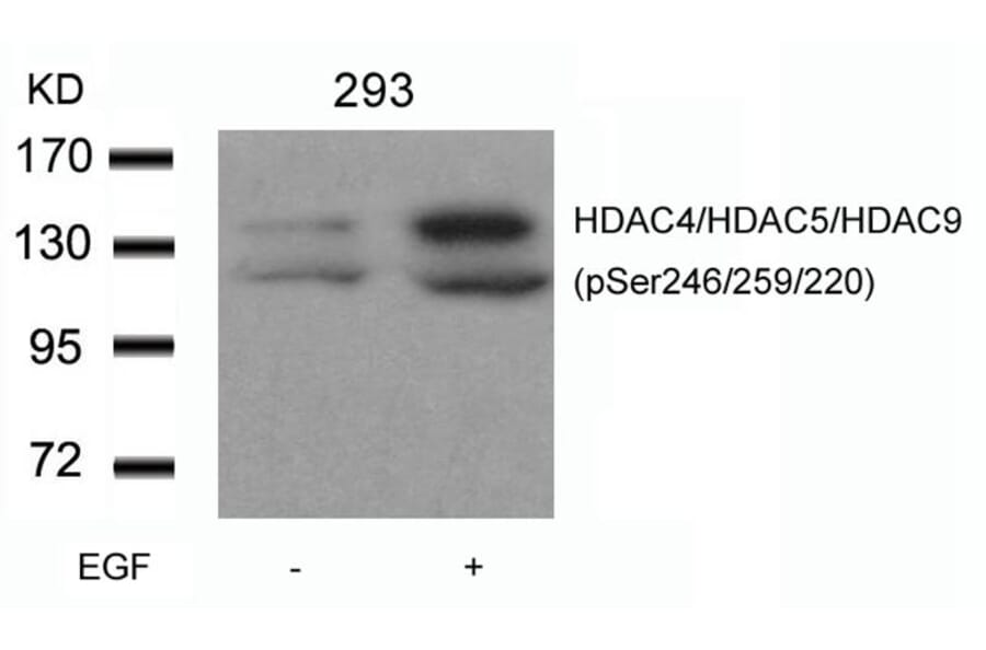 Western blot - HDAC4/HDAC5/HDAC9 (phospho-Ser246/259/220) Antibody from Signalway Antibody (11517) - Antibodies.com