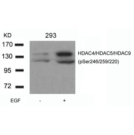 Western blot - HDAC4/HDAC5/HDAC9 (phospho-Ser246/259/220) Antibody from Signalway Antibody (11517) - Antibodies.com