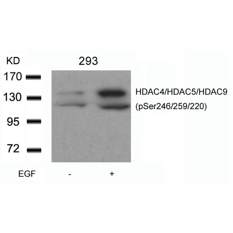 Western blot - HDAC4/HDAC5/HDAC9 (phospho-Ser246/259/220) Antibody from Signalway Antibody (11517) - Antibodies.com