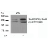 Western blot - HDAC4/HDAC5/HDAC9 (phospho-Ser246/259/220) Antibody from Signalway Antibody (11517) - Antibodies.com