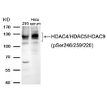 Western blot - HDAC4/HDAC5/HDAC9 (phospho-Ser246/259/220) Antibody from Signalway Antibody (11517) - Antibodies.com