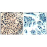 Immunohistochemistry - HDAC4/HDAC5/HDAC9 (phospho-Ser246/259/220) Antibody from Signalway Antibody (11517)